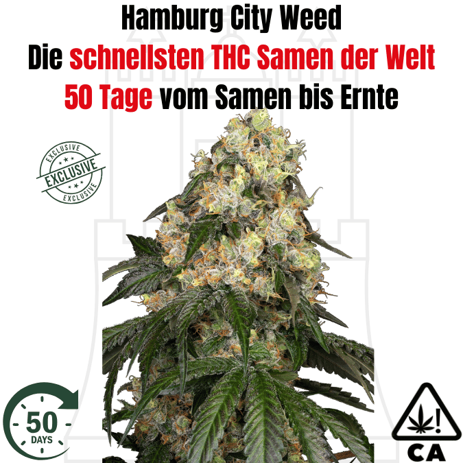 THC Hamburg City Weed F1  Die schnellsten THC Cannabis Samen der Welt