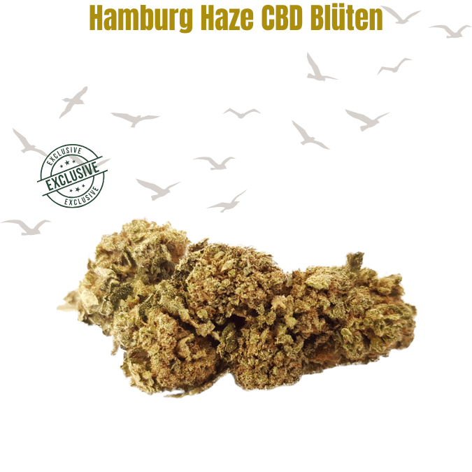 Hamburg Haze – CBD Blüten mit der Frische des Nordens Hamburg Haze – CBD Blüten mit der Frische des Nordens