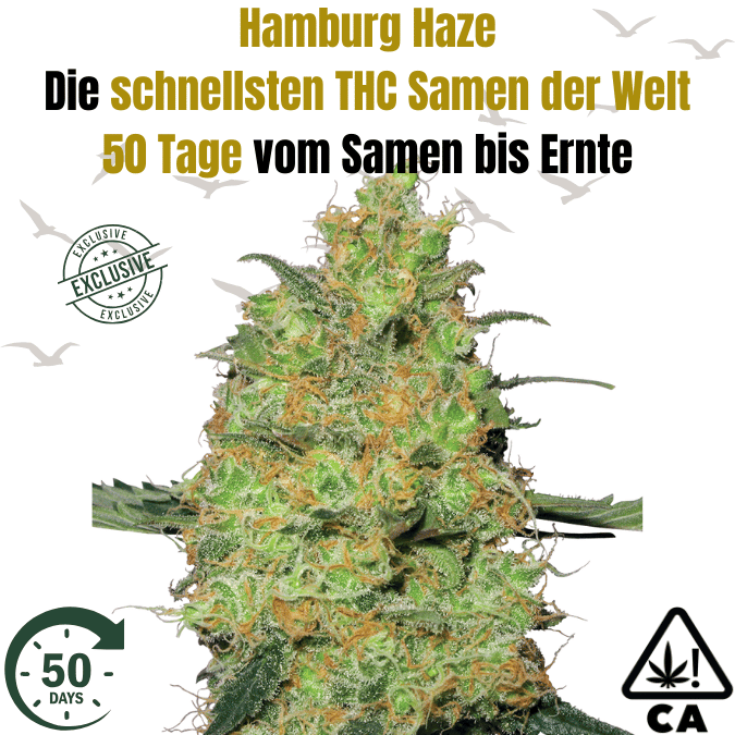 THC Hamburg Haze F1 – Die schnellsten THC Sativa-Cannabis Samen für den Eigenanbau THC Hamburg Haze F1 – Die schnellsten THC Sativa-Cannabis Samen für den Eigenanbau