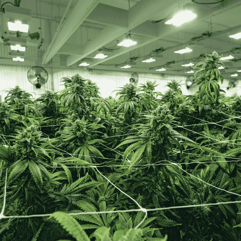 Hochwertige THC-reiche Cannabis Samen für Eigenanbau – Beste Qualität und Reinheit bei CBD040 für den legalen Cannabis Anbau in Deutschland