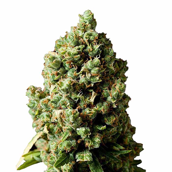 Wedding Cake 040 Autoflowering Indica Cannabis Samen – Premium Seed - Indica Wedding Cake 040 Autoflowering Indica Cannabis Samen – Premium Seed - Indica