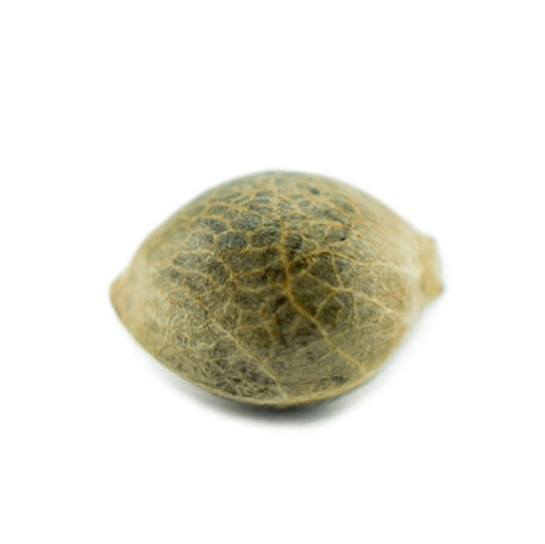 Wedding Cake 040 Autoflowering Indica Cannabis Samen – Premium Seed - Indica Wedding Cake 040 Autoflowering Indica Cannabis Samen – Premium Seed - Indica