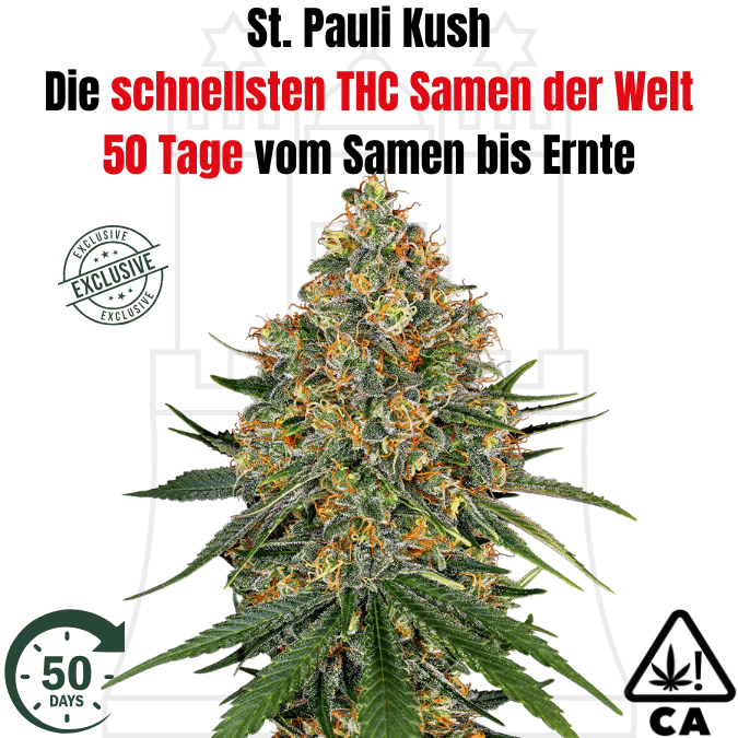 St Pauli Kush die schnellsten THC Cannabis Samen der Welt St Pauli Kush die schnellsten THC Cannabis Samen der Welt