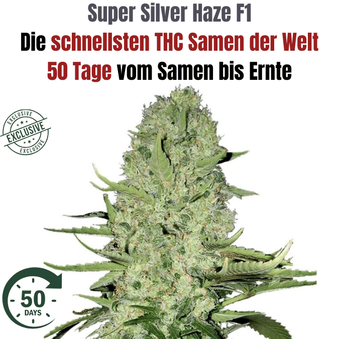 Cannabis Samen Super Silver Haze die schnellsten THC Cannabis Samen auf den Markt jetzt kaufen bei CBD 040, ideal für den Cannabis Eigenanbau in Deutschland. Nur 50 Tage von Keimung bis Ernte. Cannabis Samen Super Silver Haze die schnellsten THC Cannabis Samen auf den Markt jetzt kaufen bei CBD 040, ideal für den Cannabis Eigenanbau in Deutschland. Nur 50 Tage von Keimung bis Ernte.