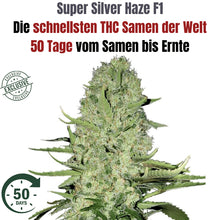 Super Silver Haze Hybrid F1 – Die schnellste Cannabissamen der Welt - 50 Tage von Keimung bis zur Ernte