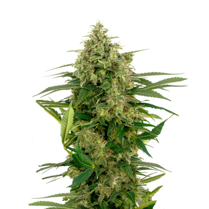 Double Kush Cake 040 Cannabis Samen, Feminisierte Autoflowering Indica Samen für den Eigenanbau Double Kush Cake 040 Cannabis Samen, Feminisierte Autoflowering Indica Samen für den Eigenanbau