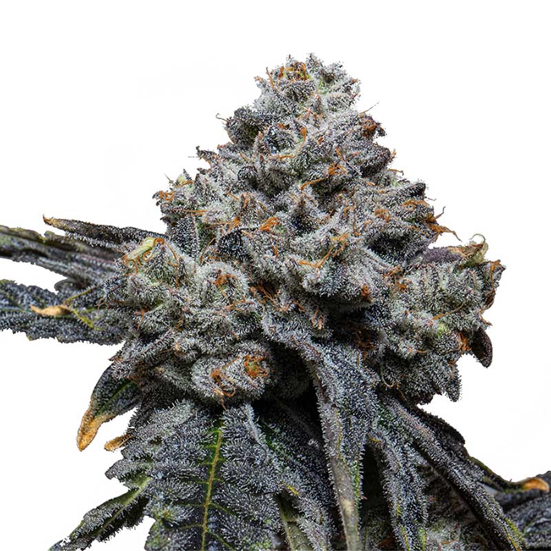 Blue Cheese 040 Cannabissamen, Feminisierte Indica Samen für den Eigenanbau Blue Cheese 040 Cannabissamen, Feminisierte Indica Samen für den Eigenanbau