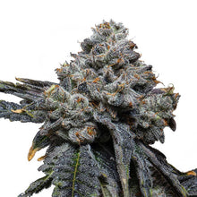 Blue Cheese 040 Cannabissamen, Feminisierte Indica Samen für den Eigenanbau
