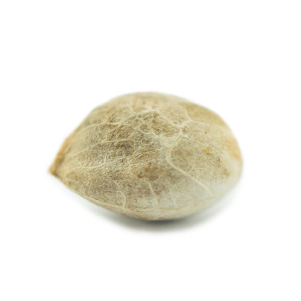 Blue Cheese 040 Cannabissamen, Feminisierte Indica Samen für den Eigenanbau Blue Cheese 040 Cannabissamen, Feminisierte Indica Samen für den Eigenanbau