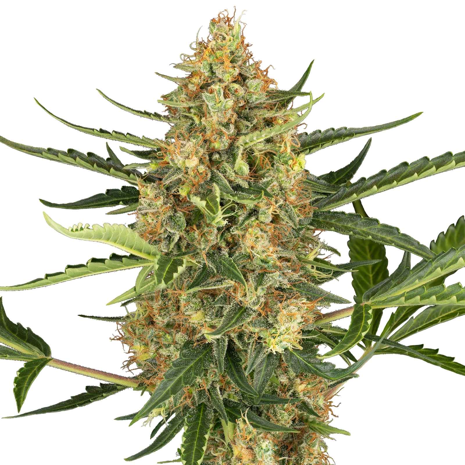 Blueberry Bubblegum Auto Cannabissamen - Indica Blueberry Bubblegum Auto Cannabissamen – kompakte Indica Autoflower für Balkon, Garten und Fensterbank
