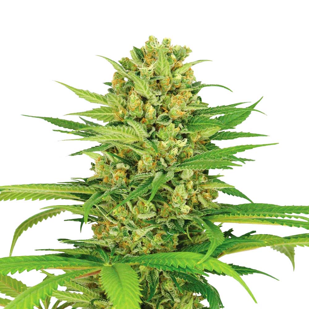 Bubble Gum 040 Cannabissamen, Feminisierte Autoflower Indica Samen für den Eigenanbau, für Anfänger Bubble Gum 040 Cannabissamen, Feminisierte Autoflower Indica Samen für den Eigenanbau, für Anfänger