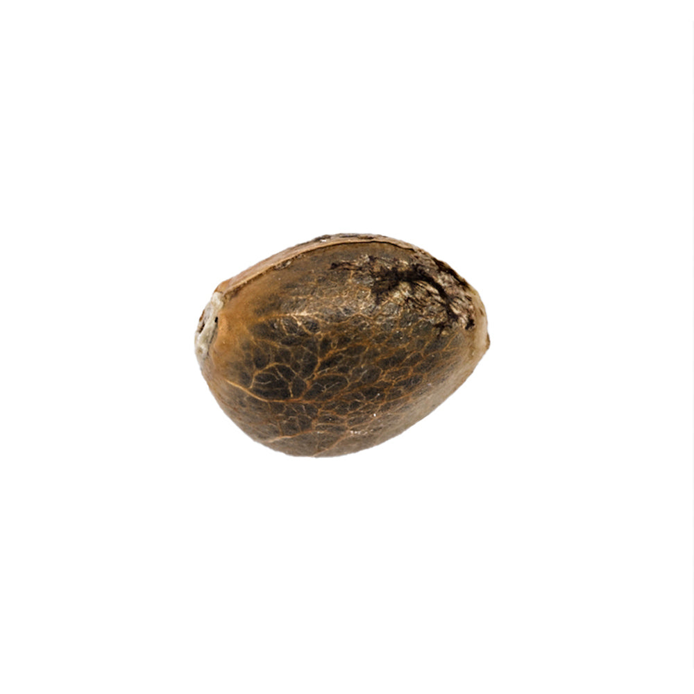 Bubble Gum 040 Cannabissamen, Feminisierte Autoflower Indica Samen für den Eigenanbau, für Anfänger Bubble Gum 040 Cannabissamen, Feminisierte Autoflower Indica Samen für den Eigenanbau, für Anfänger