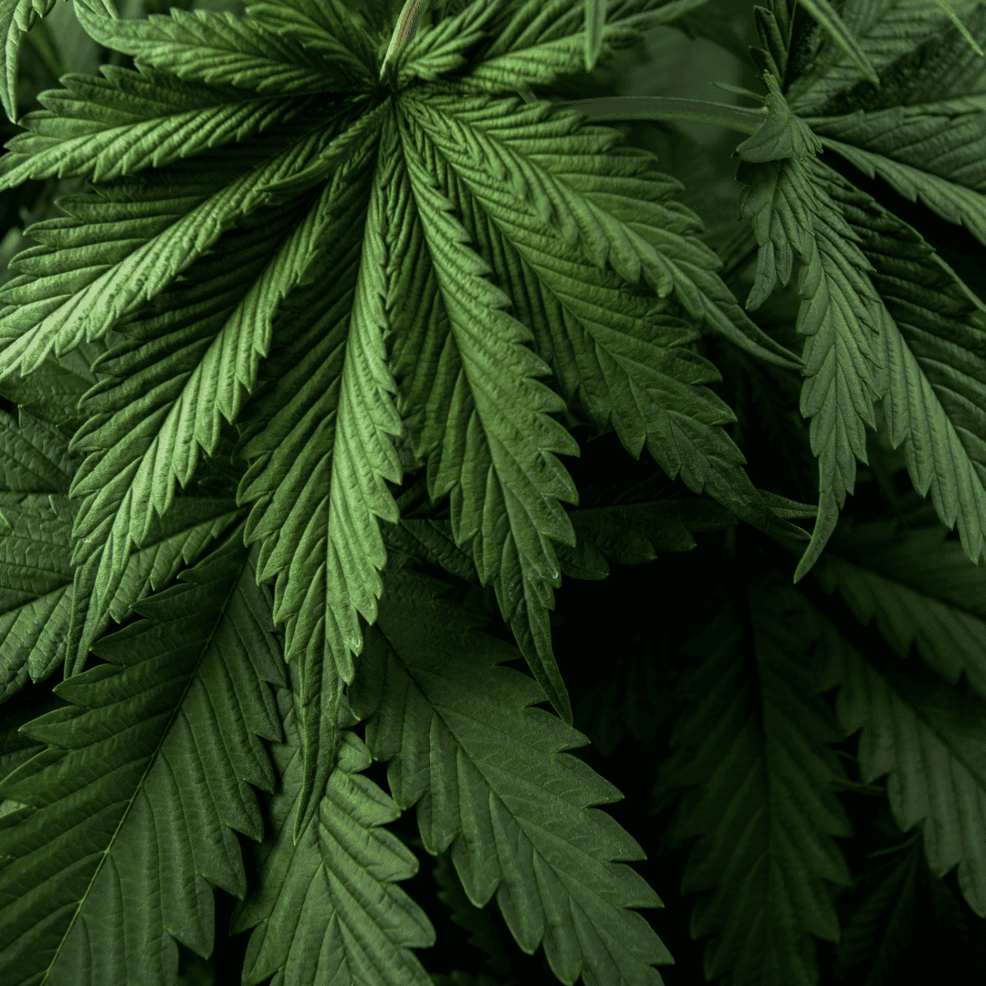 cannabis-pflanze-cbd-samen-thc-cannabissamen-feminisiert-autoflowering-thc-pflanzen-anbau-shop-cbd040-de-cannabisprodukte-legal-kaufen