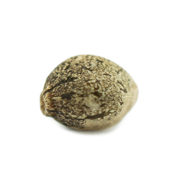 Gorilla Glue 040 Cannabis Samen, Autoflowering Hybrid Gorilla Glue 040 Cannabis Samen, Autoflowering Hybrid