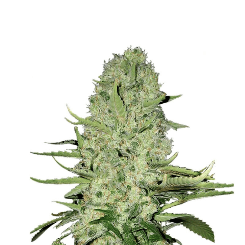 Jack Herer Automatic Cali Strain Cannabis Samen - Autoflower - F1 Samen Jack Herer Automatic Cali Strain Cannabis Samen - Autoflower - F1 Samen