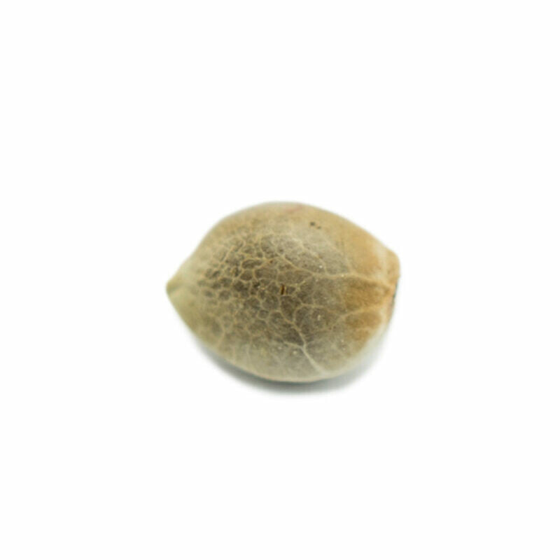 Skunk 040 Cannabis Samen - Indica & Autoflowering - ab dem 01.04.2024 verfügbar Skunk 040 Cannabis Samen - Indica & Autoflowering - ab dem 01.04.2024 verfügbar