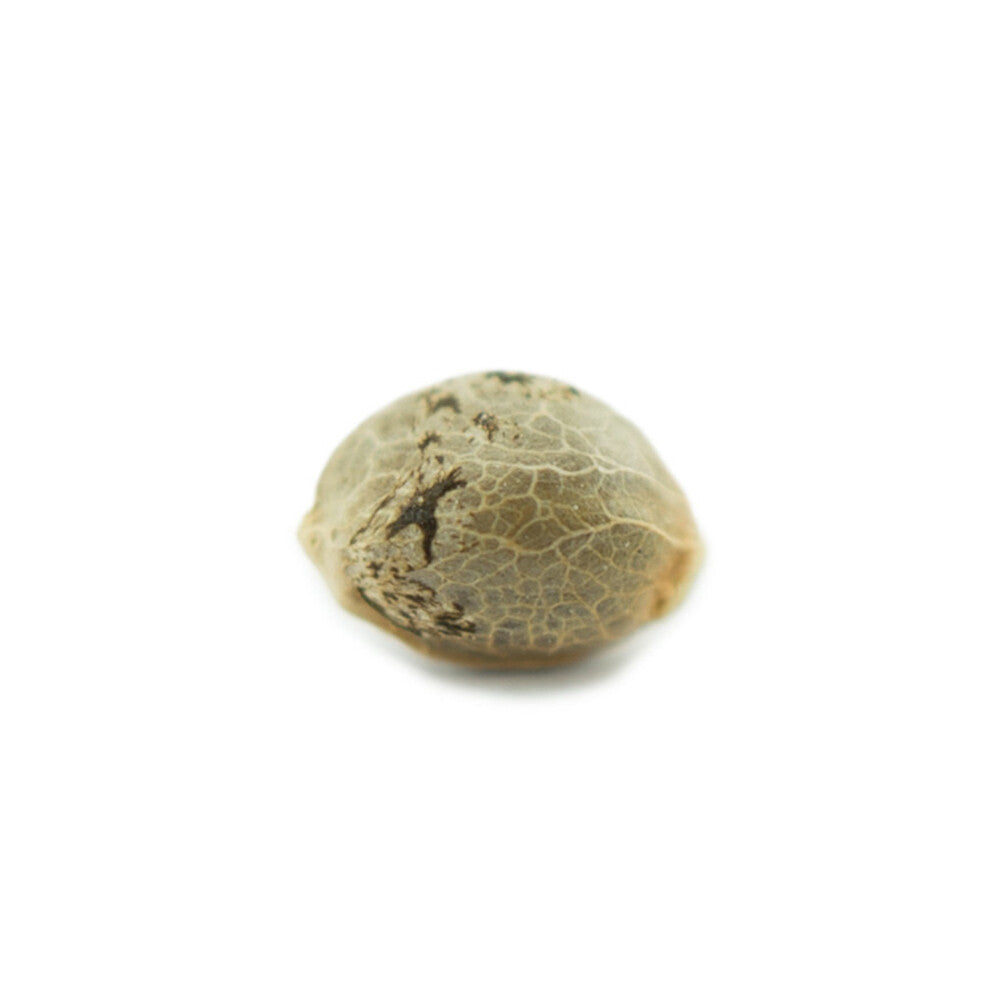 Early Skunk Autoflowering 040 Cannabissamen - ab dem 01.04.2024 verfügbar Early Skunk Autoflowering 040 Cannabissamen - ab dem 01.04.2024 verfügbar
