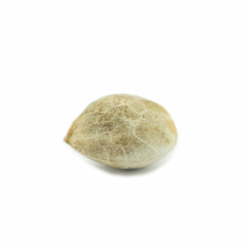Mandarine Punch Cannabis Samen - Indica Dominant - Autoflowering - ab dem 01.04.2024 verfügbar Mandarine Punch Cannabis Samen - Indica Dominant - Autoflowering - ab dem 01.04.2024 verfügbar