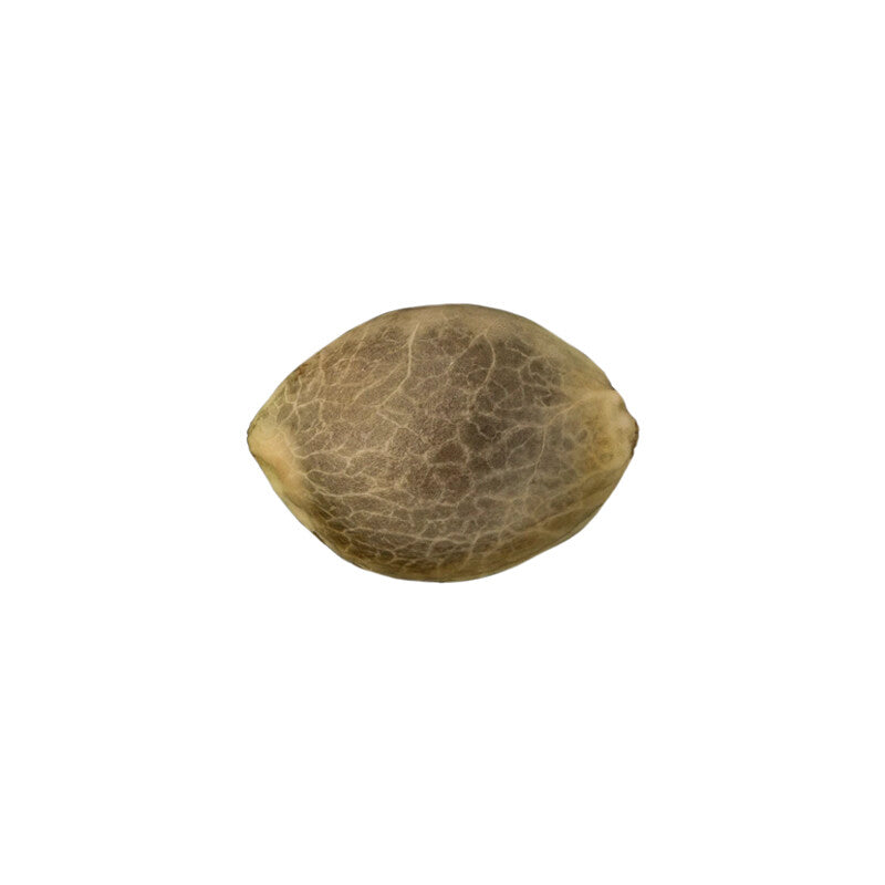 Skunk #1 Autoflowering Cannabis Samen - ab dem 01.04.2024 verfügbar Skunk #1 Autoflowering Cannabis Samen - ab dem 01.04.2024 verfügbar