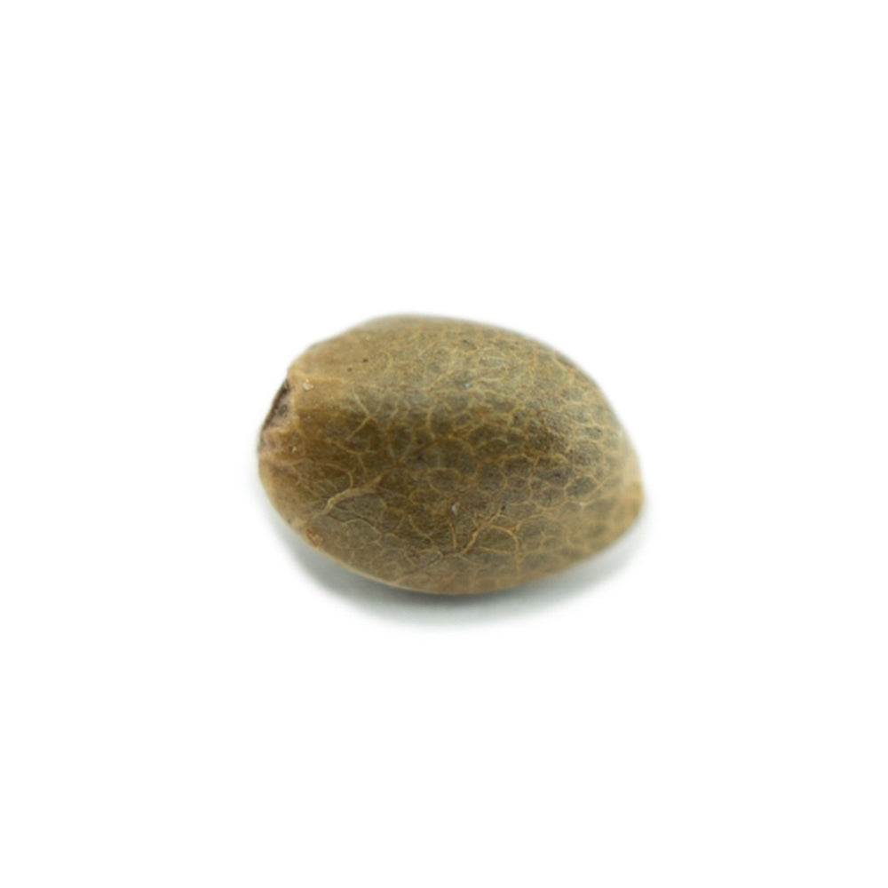 Purple Haze 040 Cannabis Samen - Extra Strong - Feminisierte Autoflowering Samen Purple Haze 040 Cannabis Samen - Extra Strong - Feminisierte Autoflowering Samen