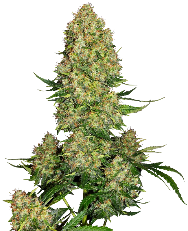 Skunk #1 Autoflowering Cannabis Samen - ab dem 01.04.2024 verfügbar Skunk #1 Autoflowering Cannabis Samen - ab dem 01.04.2024 verfügbar