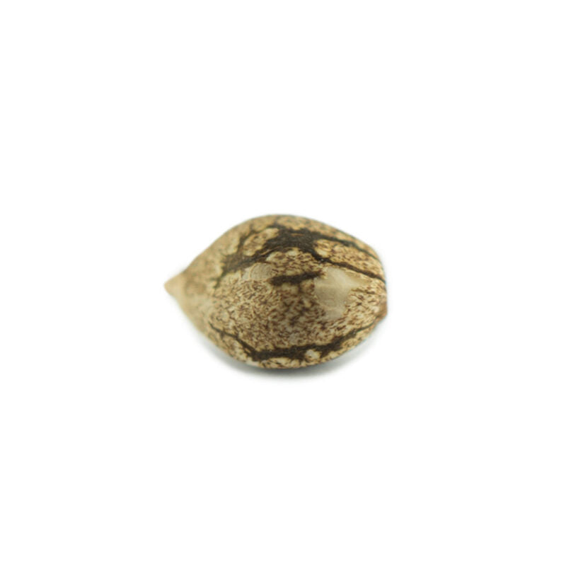 Hanfpflanze von der CBD 040 THC Cannabis Samen Hanfpflanze von der CBD 040 THC Cannabis Samen