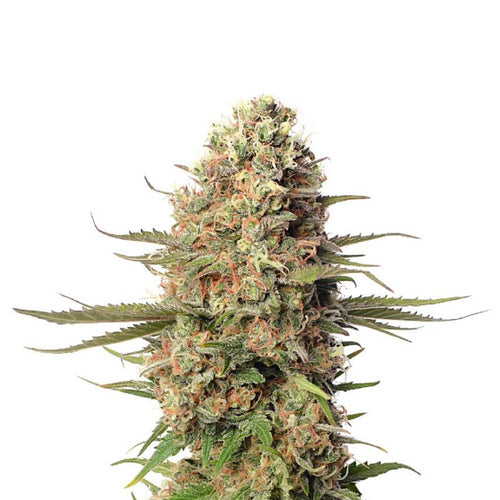 Hanfpflanze von der CBD 040 THC Cannabis Samen