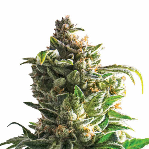 Hanfpflanze von Cannabis Samen von Eigenanbau gekauft bei CBD 040