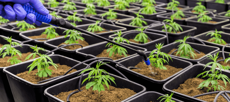 10 Schritte Guide zum Cannabis Eigenanbau