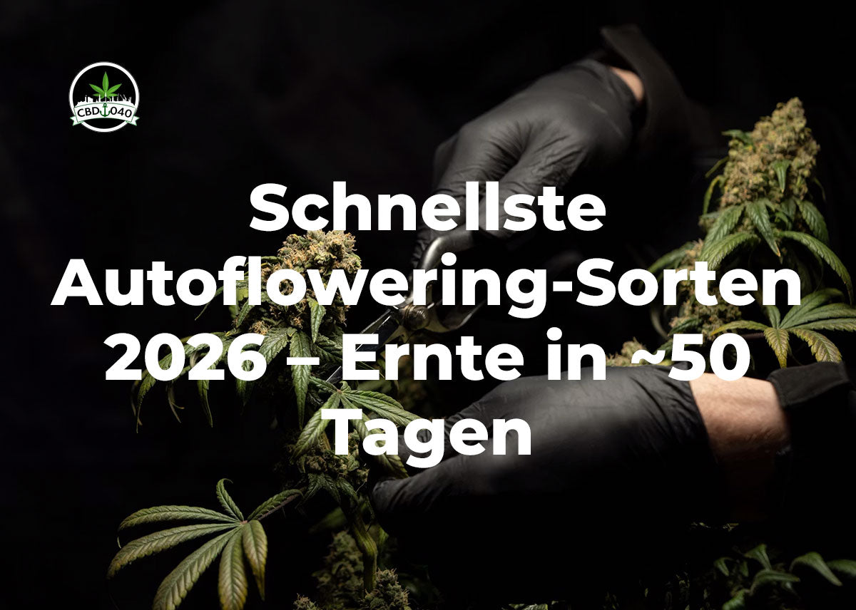 Schnellste Autoflowering-Sorten 2026 – Ernte in ~50 Tagen