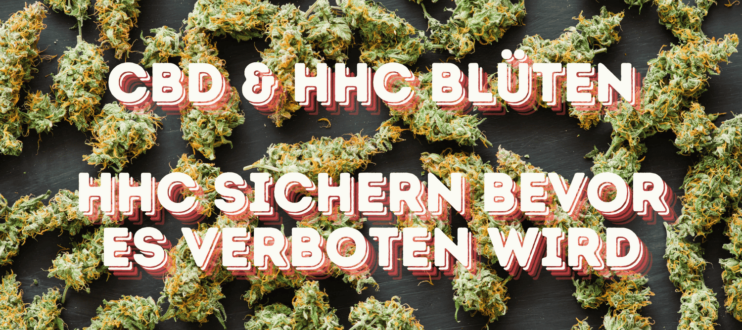 Cannabis Blüten CBD und HHC im Hintergrund