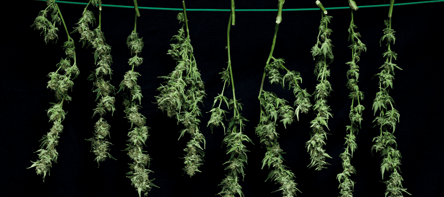 Cananbis Trocknen schnell Cannabis trocknen vom Cannabis Eigenanbau beste Methoden