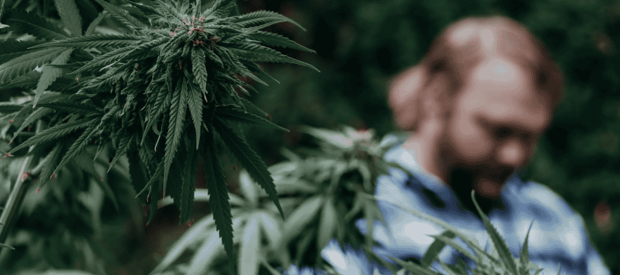 Cannabis Anbau im Herbst und Winter Outdoor beste Jahreszeiten Cannabis Eigenanbau in 2024 und 2025