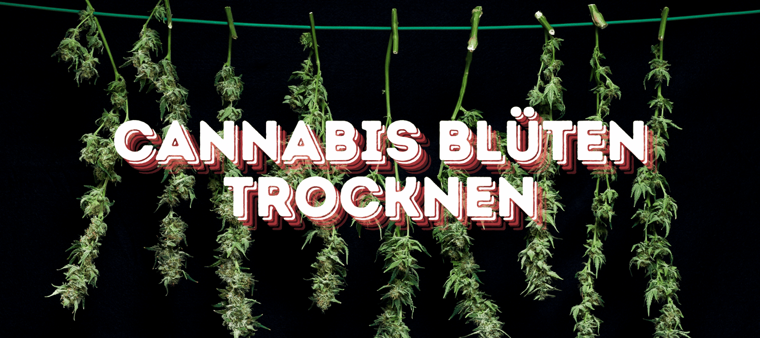 Cannabis Blüten die hängen zum trocknen mit schwarzem Hintergrund