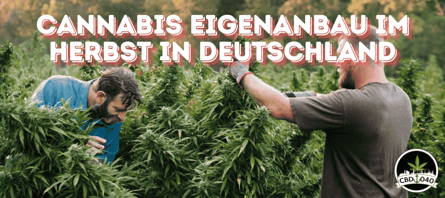 Cannabis Eigenanbau im Herbst: So gelingt der Anbau auch in kühleren Monaten