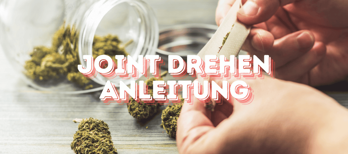 Joint drehen Schritt für Schritt, Papier mit Filter und gleichmäßig verteiltem Material auf einem Rolling Tray.