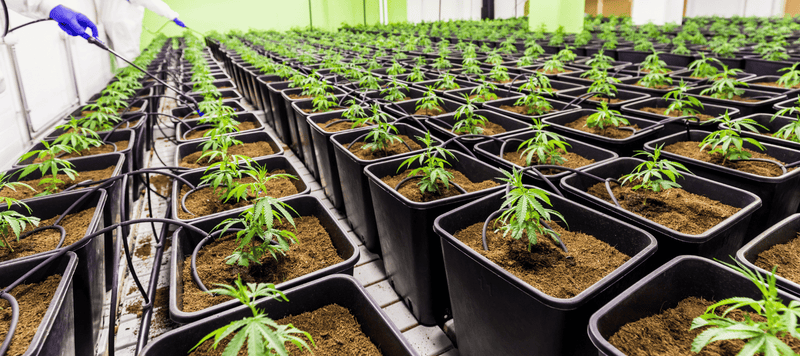 Cannabis Pflanzen die Angebaut werden für die Cannabis Legalisierung 2024 in Deutschland