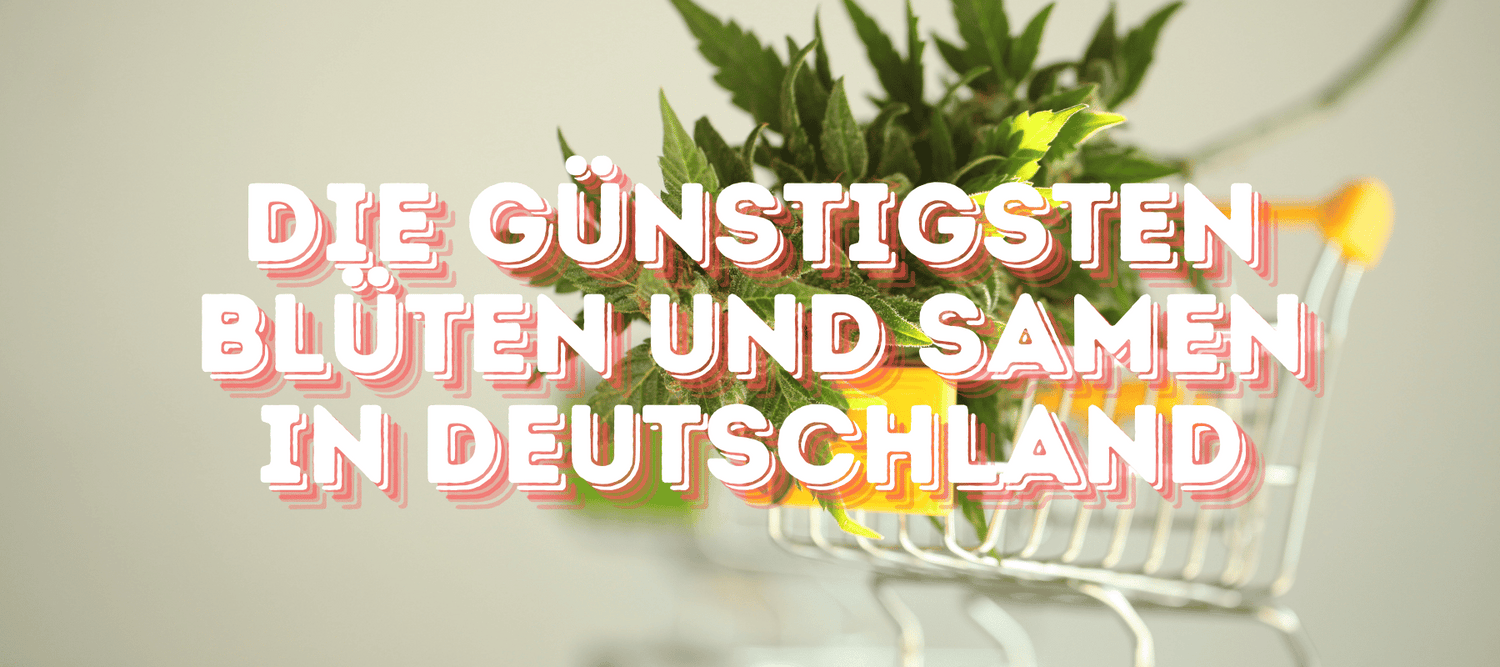 Einkaufswagen von eine Cannabispflanze drinne ist mit hellem Hintergrund und vorne steht in roter Schrift die günstigsten Blüten und Samen in Deutschland