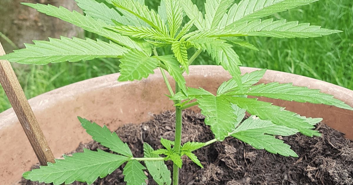 Eine Hanfpflanze im Blumentopf Erfahrungsbericht von unserem Kunden