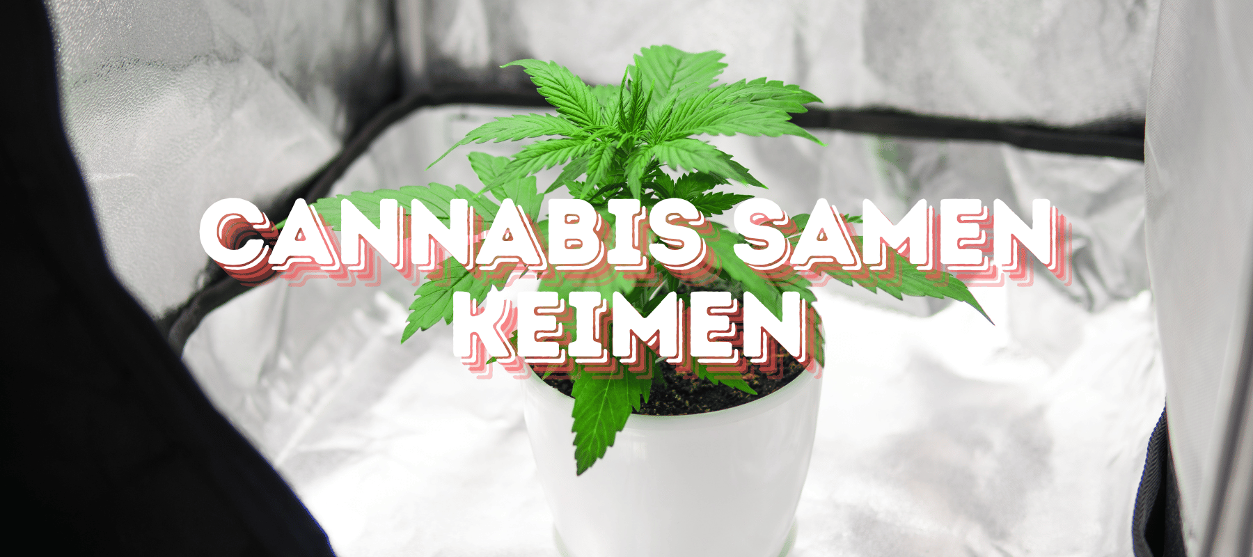 Cannabis Samen Keimen lassen Banner mit einer Cannabispflanze im Hintergrund mit sehr hellem Hintergrund