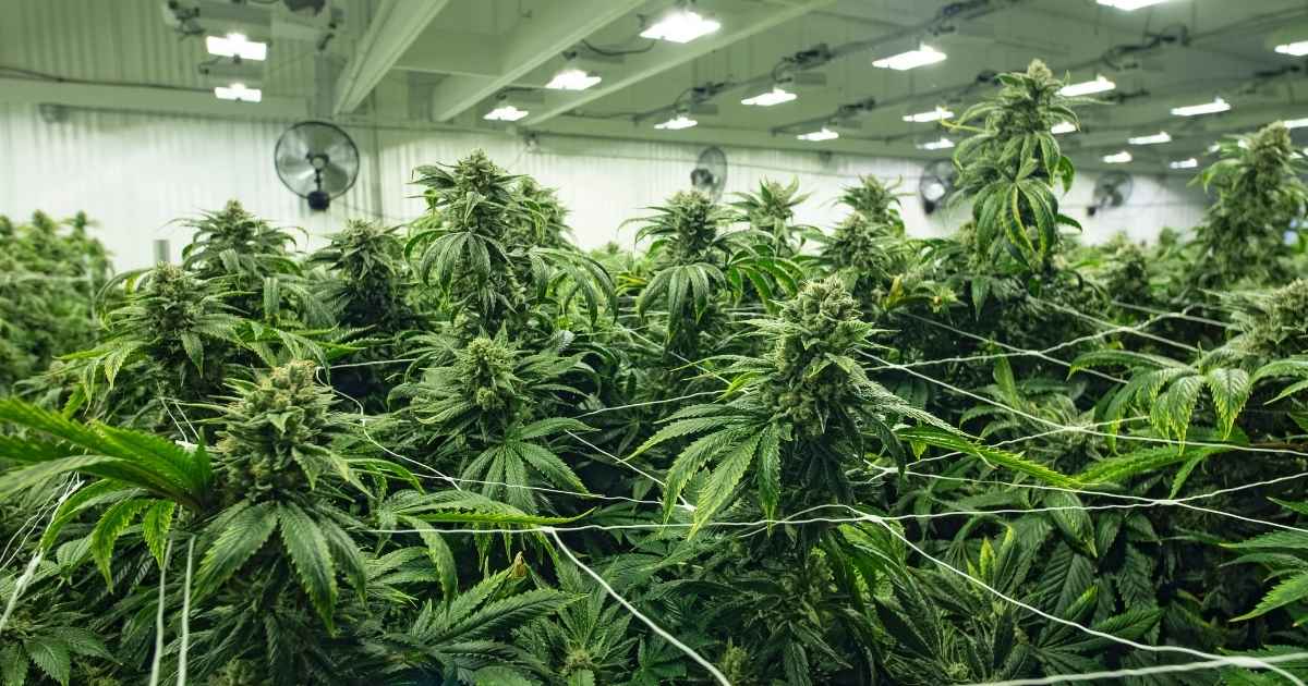Cannabis Pflanzen die selber angebaut sind und in einem hellen Raum sind