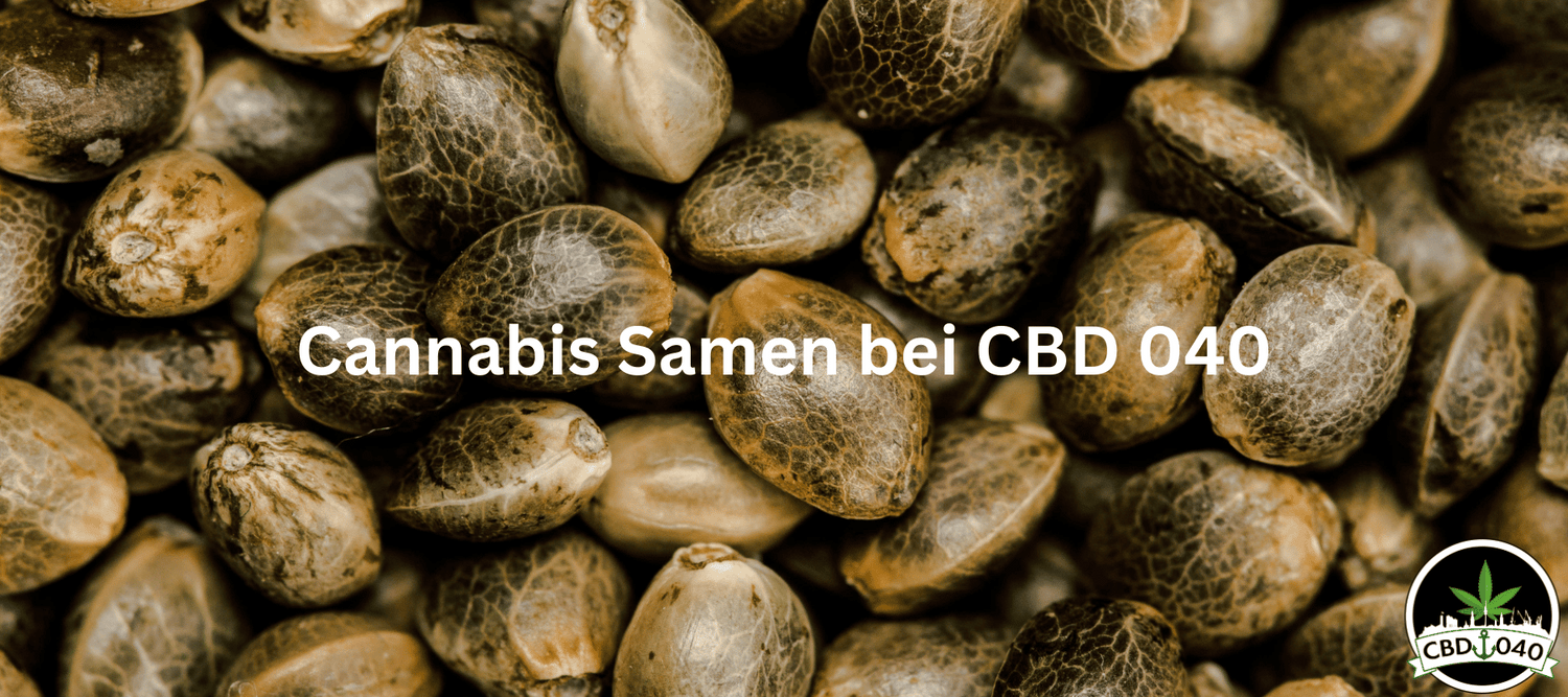 THC Cannabis Samen für den Eigenanbau: Hochwertige Hanfsamen kaufen in Deutschland | CBD 040