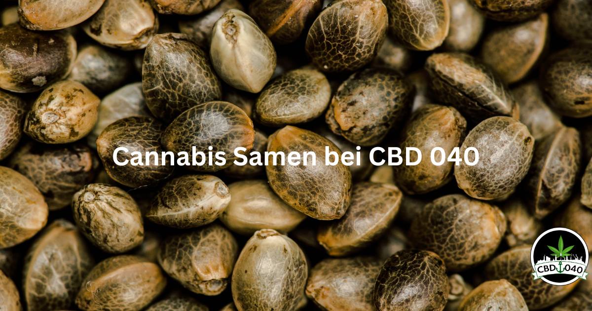 Cannabis Samen kaufen bei CBD 040 aus Hamburg Mit Klarna und PayPal
