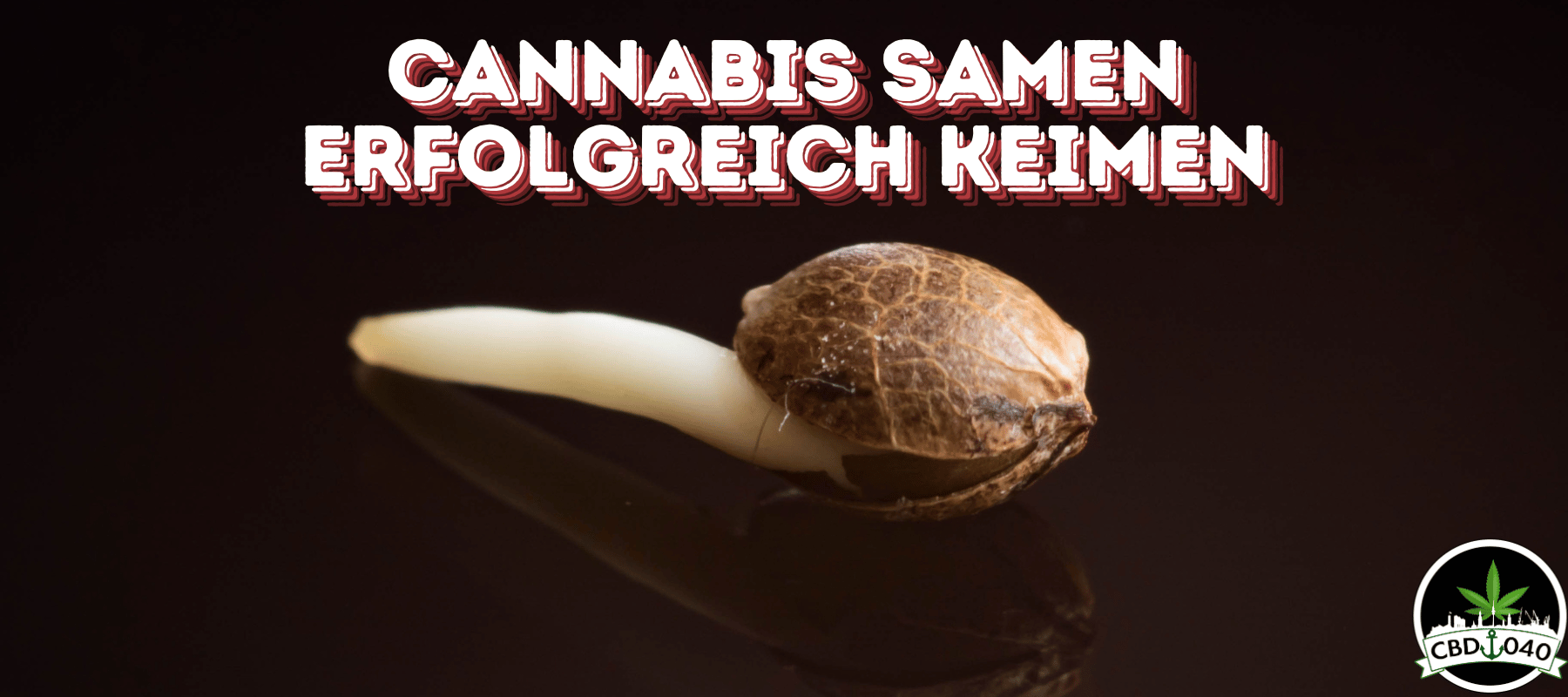 Eine Cannabis Samen am keimen oben steht in rot Cannabis Samen erfolgreich keimen und unten rechts ist das CBD 040 logo der Hintergrund vom Bild ist Schwarz