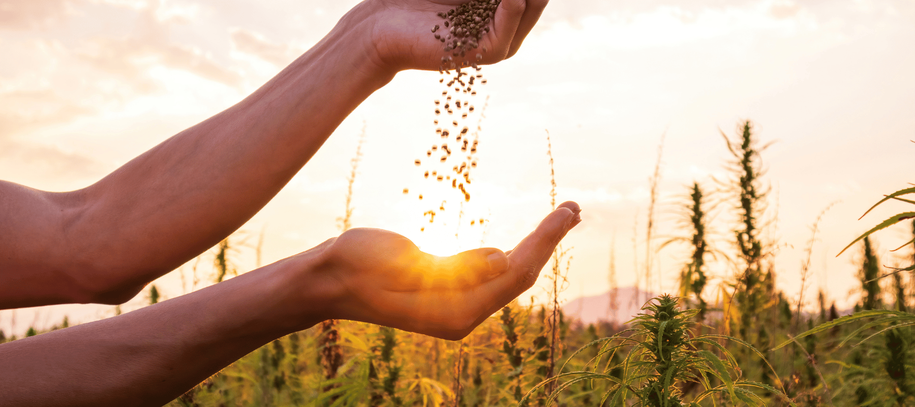 Cannabis Samen von THC 040 kaufen aus Deutschland Mann der auf einem Cannabis Feld Samen auf seine Hand kippt