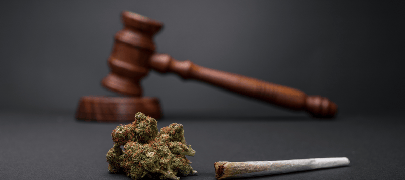 Eine Cannabis Blüte mit einem Richterhammer im Hintergrund