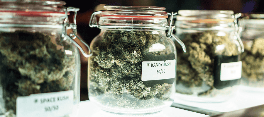 Cannabis kaufen in einem Cannabis Social Club CSC in Deutschland legal seit 2024 wegen der Cannabis Legalisierung