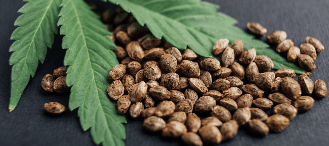Cannabissamen bestellen in Deutschland und EU: Kundenmeinungen, Zoll und Erfahrungen