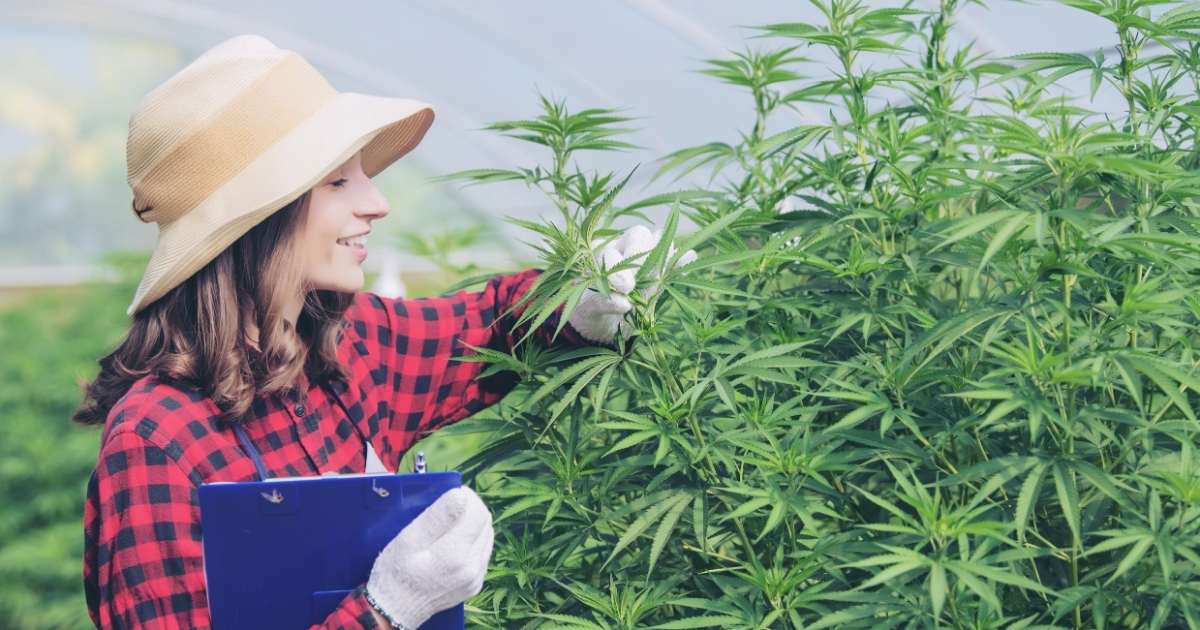 Frau die Cannabis anbaut mit Cannabis samen von CBD 040 