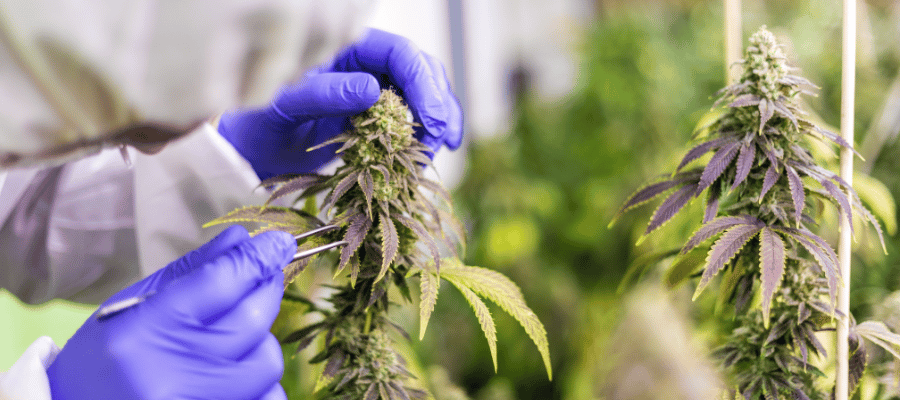 CBD und Cannabis bei Multiple Sklerose: Natürliche Unterstützung zur Linderung von MS-Symptomen